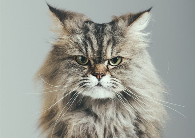 Gato Persa