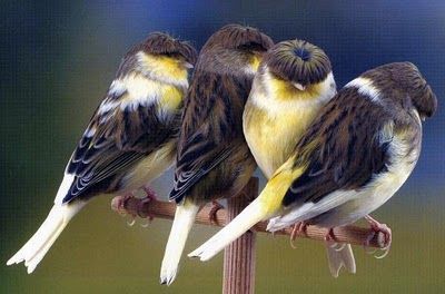 Canario Gloster