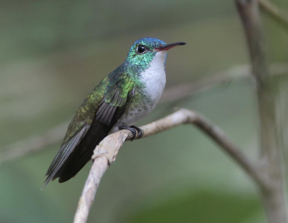 Colibri