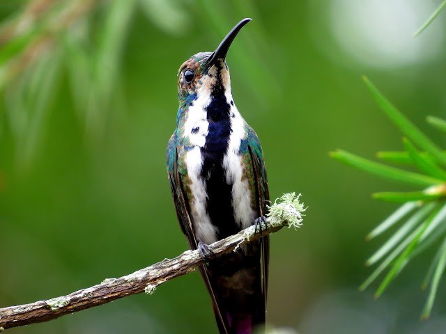 Colibri