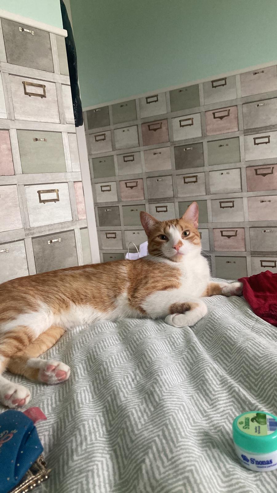 Gato Europeo