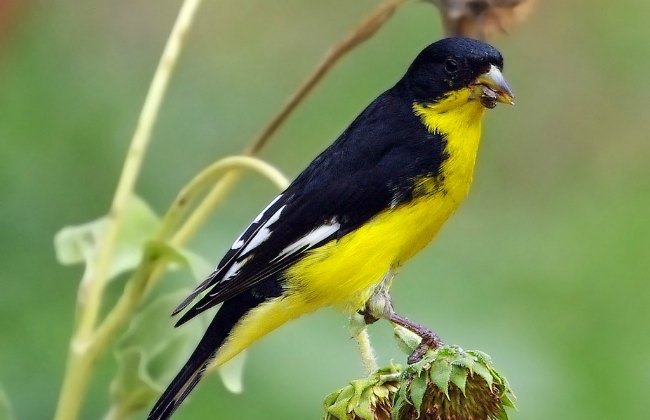 Jilquero