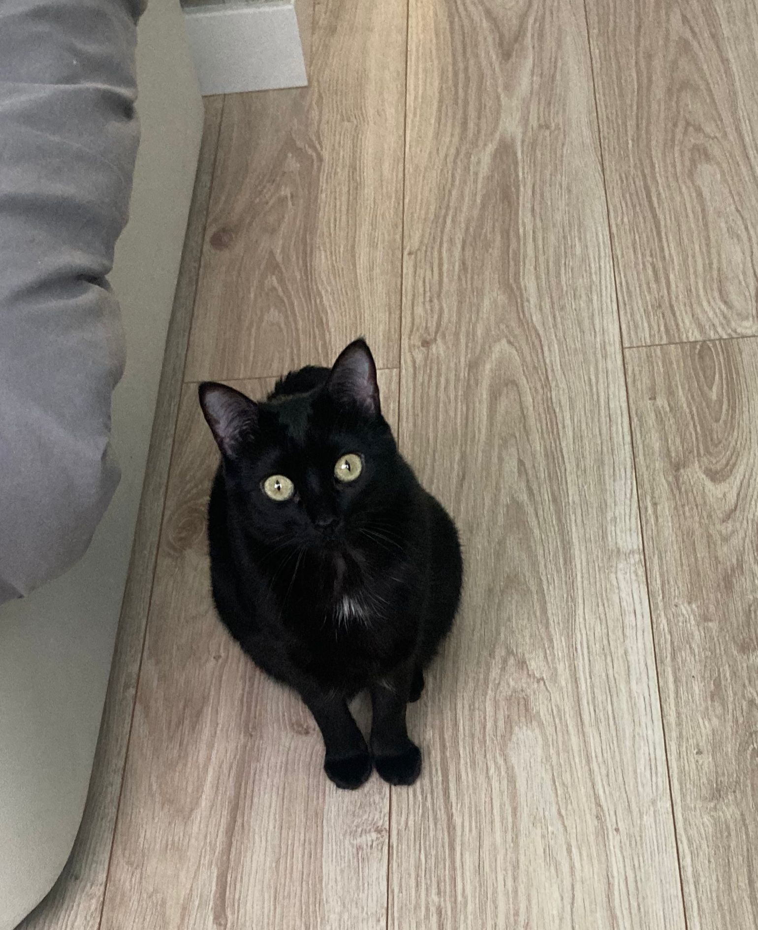 Gato