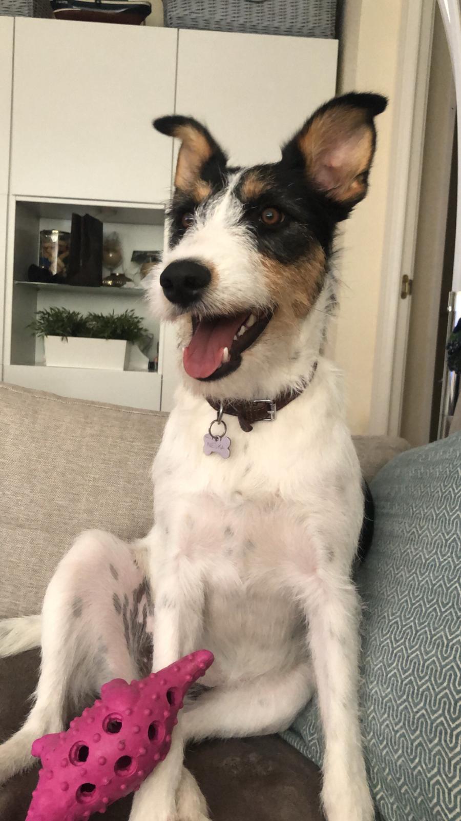 Perro